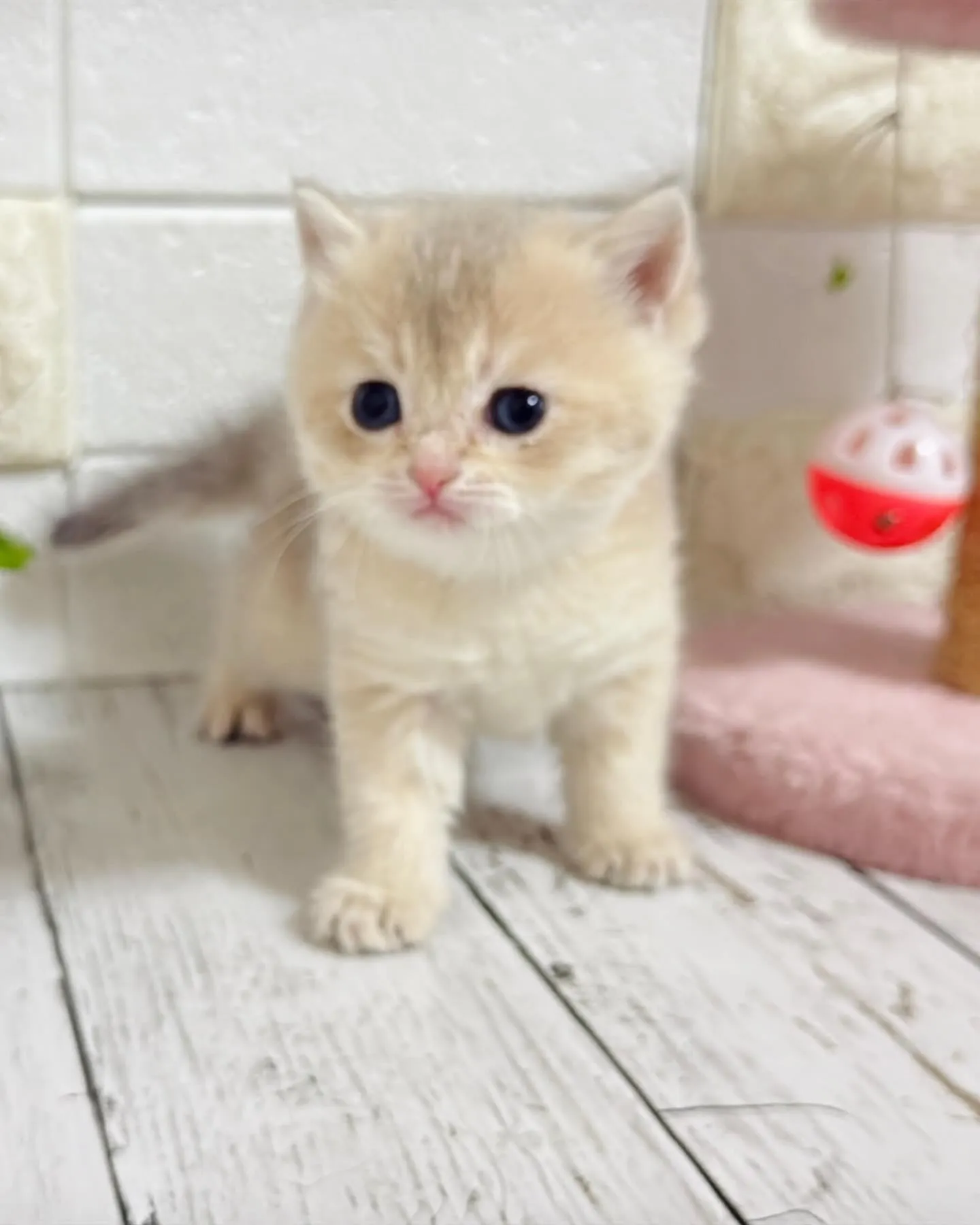 埼玉キャッテリー/ブリティッシュショートヘア/パピーランドシ...