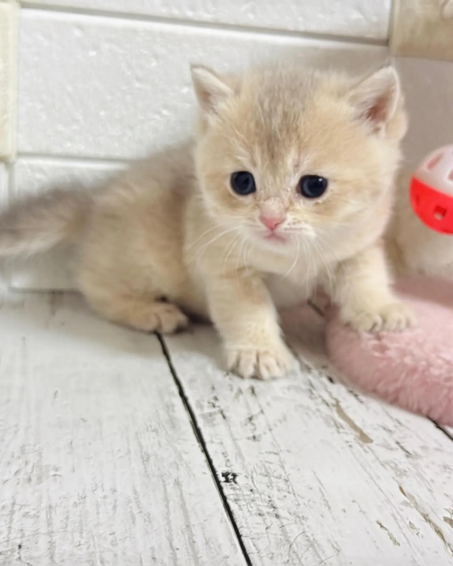 埼玉キャッテリー/ブリティッシュショートヘア/パピーランドシ...