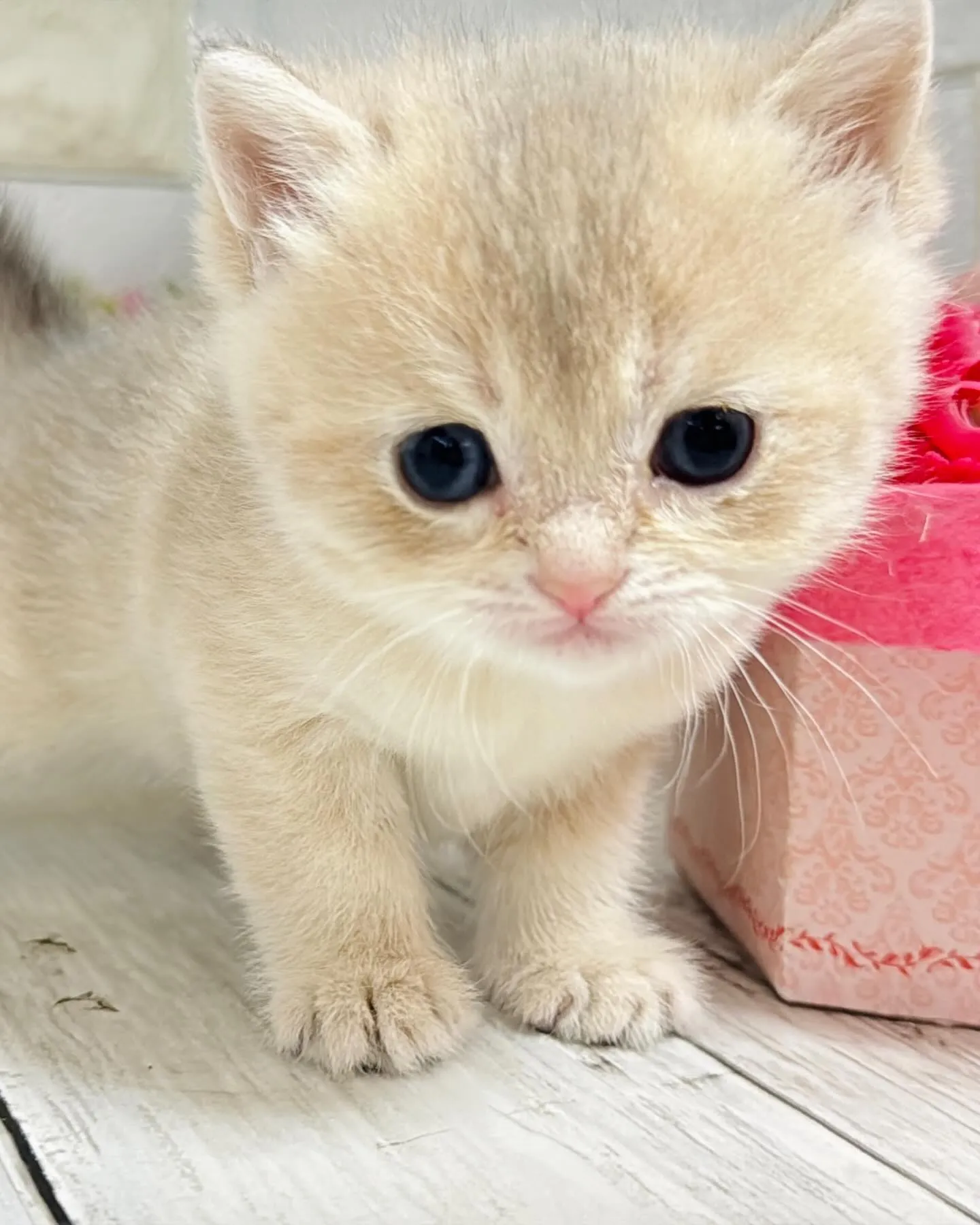 埼玉キャッテリー/ブリティッシュショートヘア/パピーランドシ...