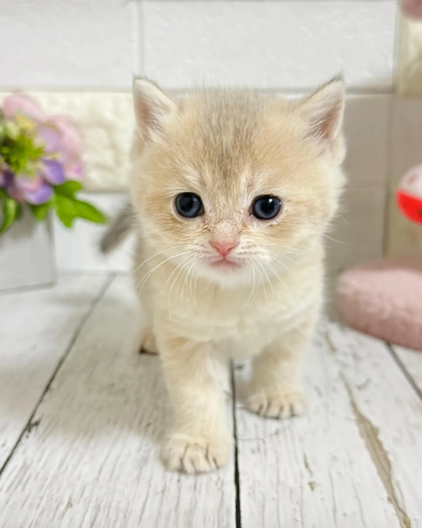 埼玉キャッテリー/ブリティッシュショートヘア/パピーランドシ...