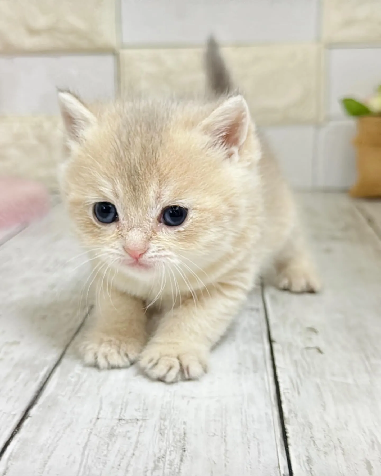 埼玉キャッテリー/ブリティッシュショートヘア/パピーランドシ...