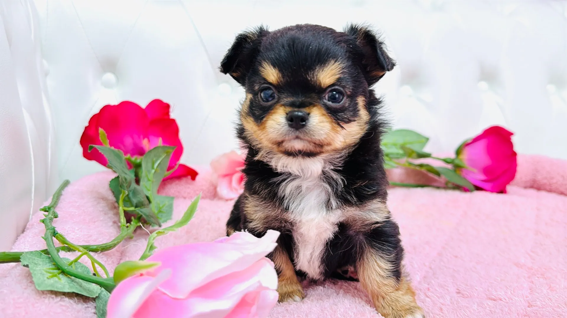 チワワロング（momoten101）