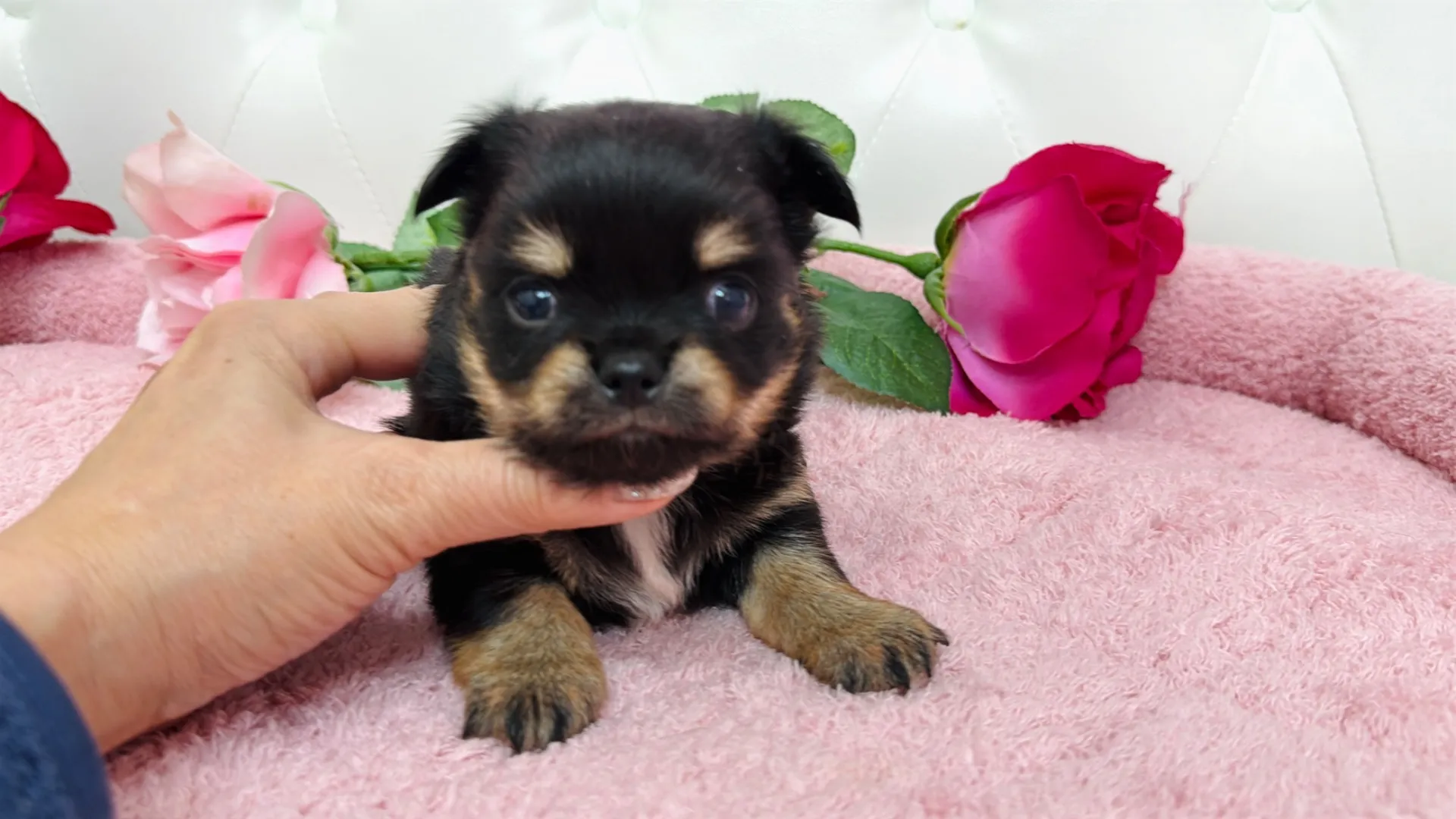 チワワロング（Megachi101）