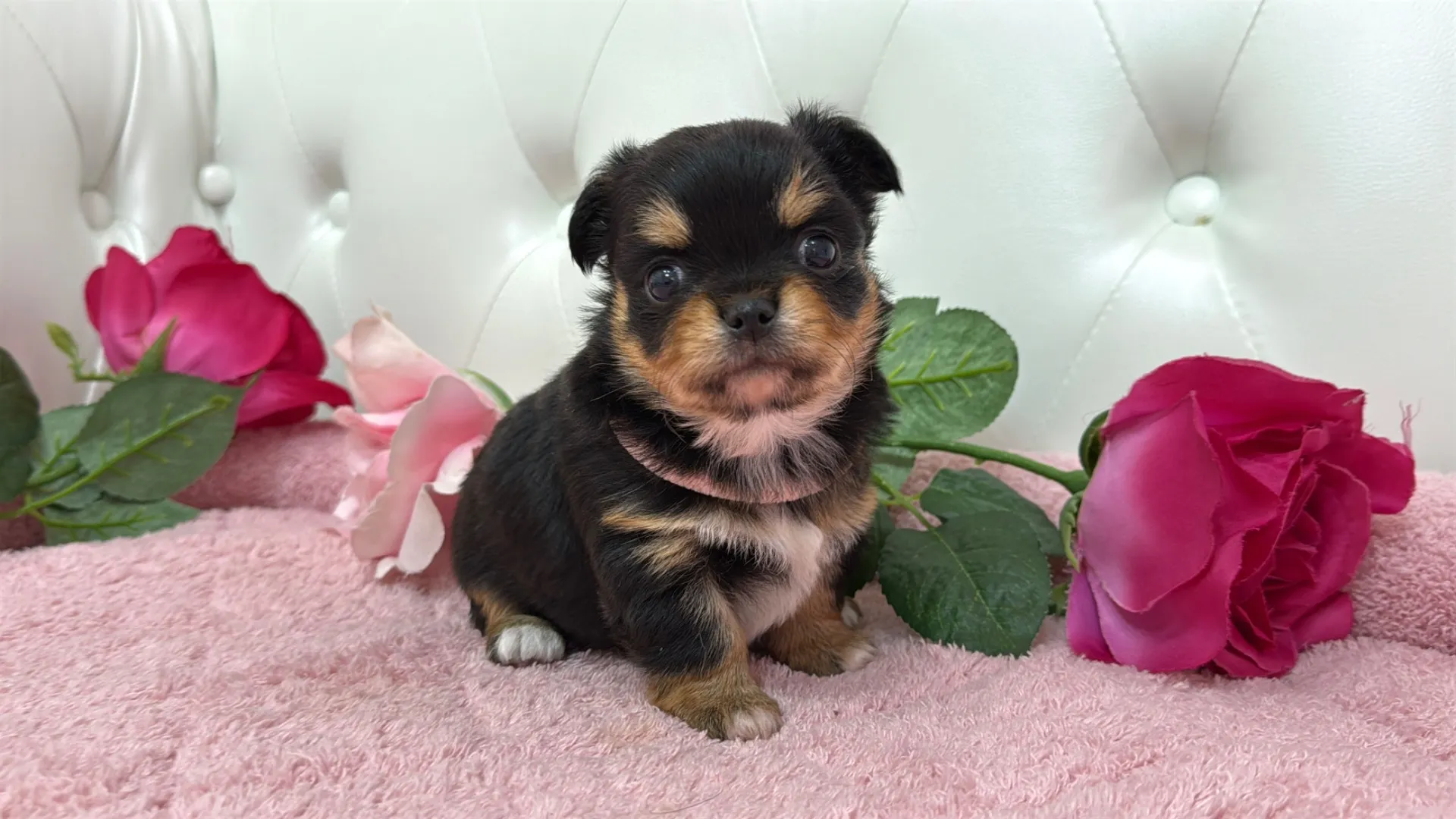 チワワロング（Megachi102）