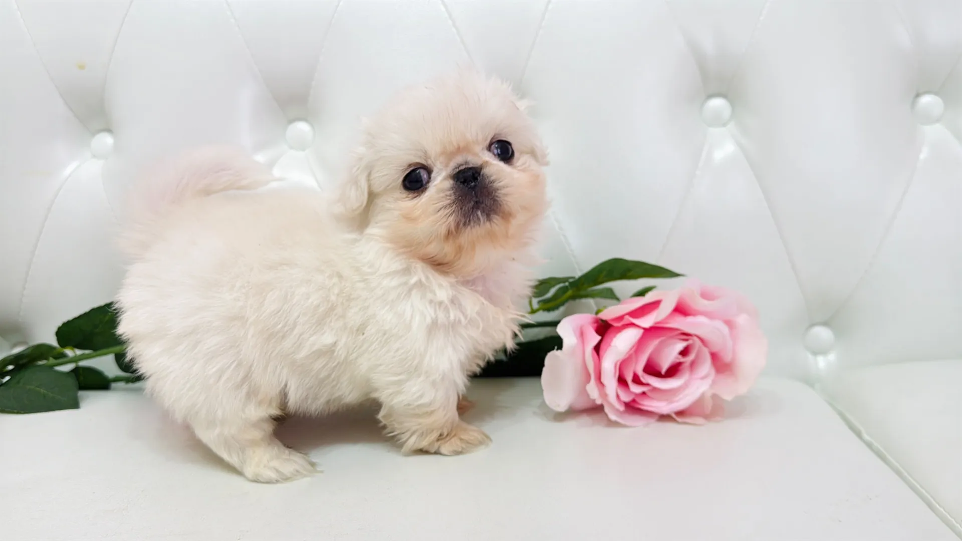 ペキニーズ（Warutsu101）