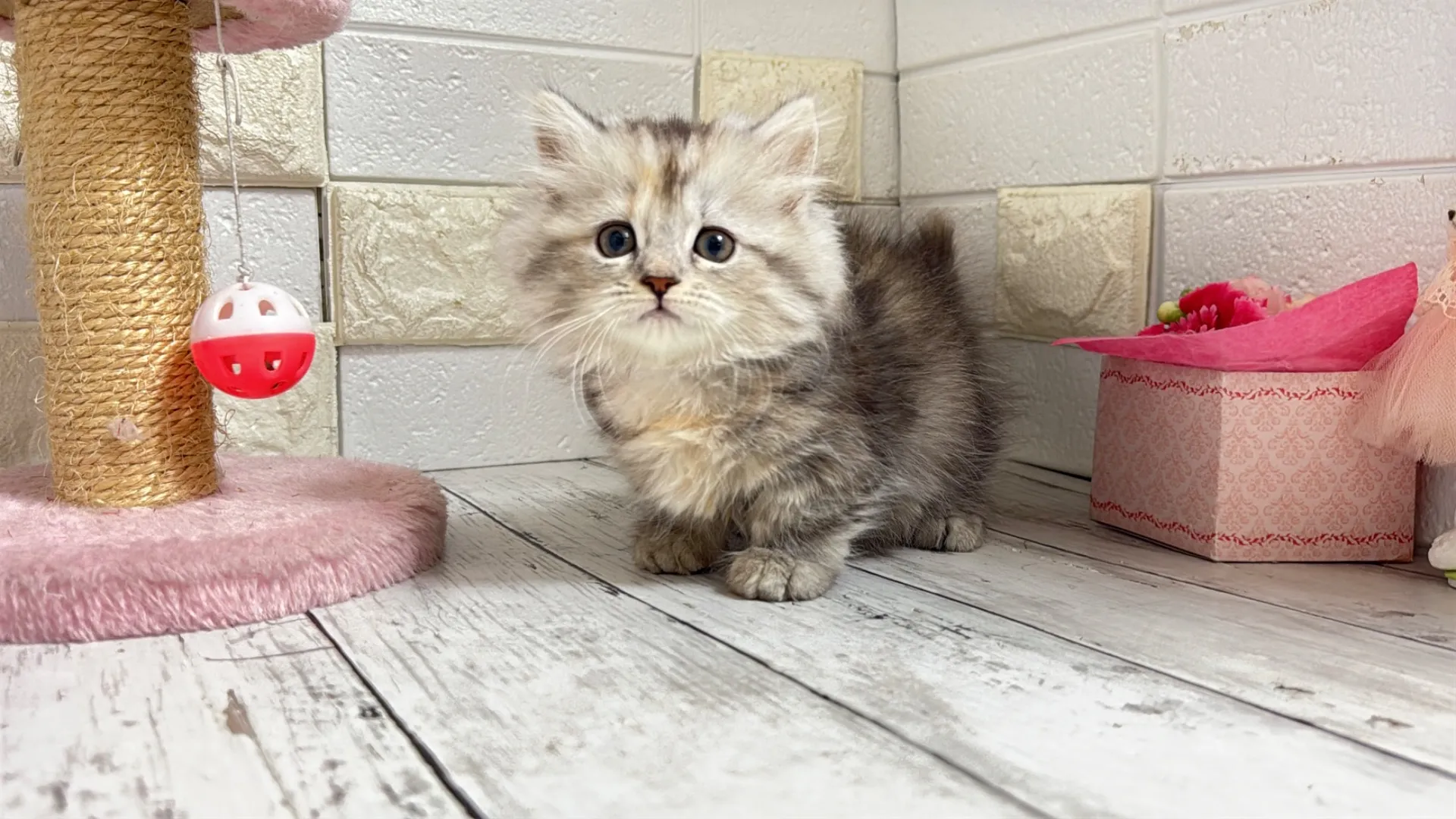 ミヌエット短足（MAINO102）