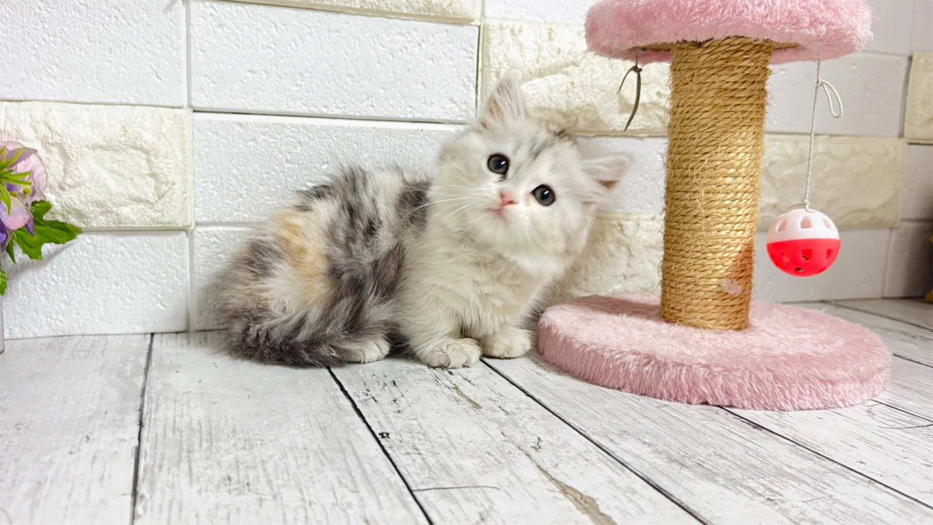 ミヌエット短足（MAINO104）