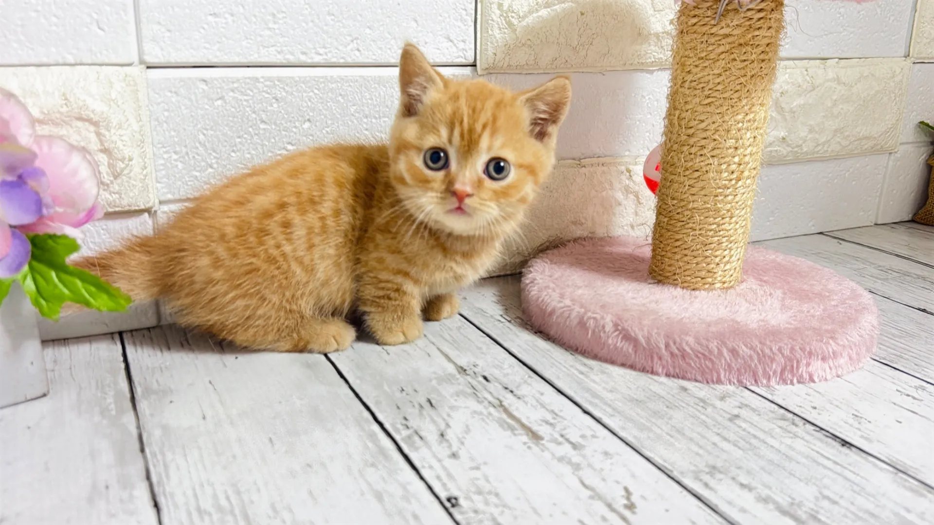 マンチカン短足（Rima102）