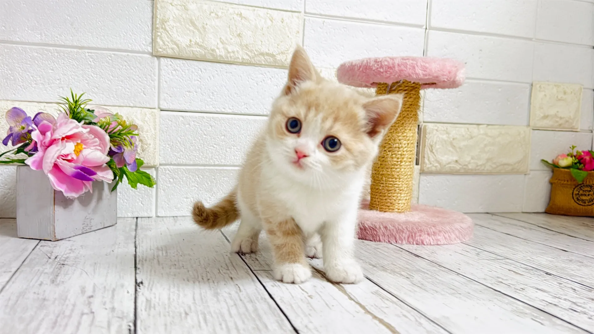 マンチカン長足（Rima103）