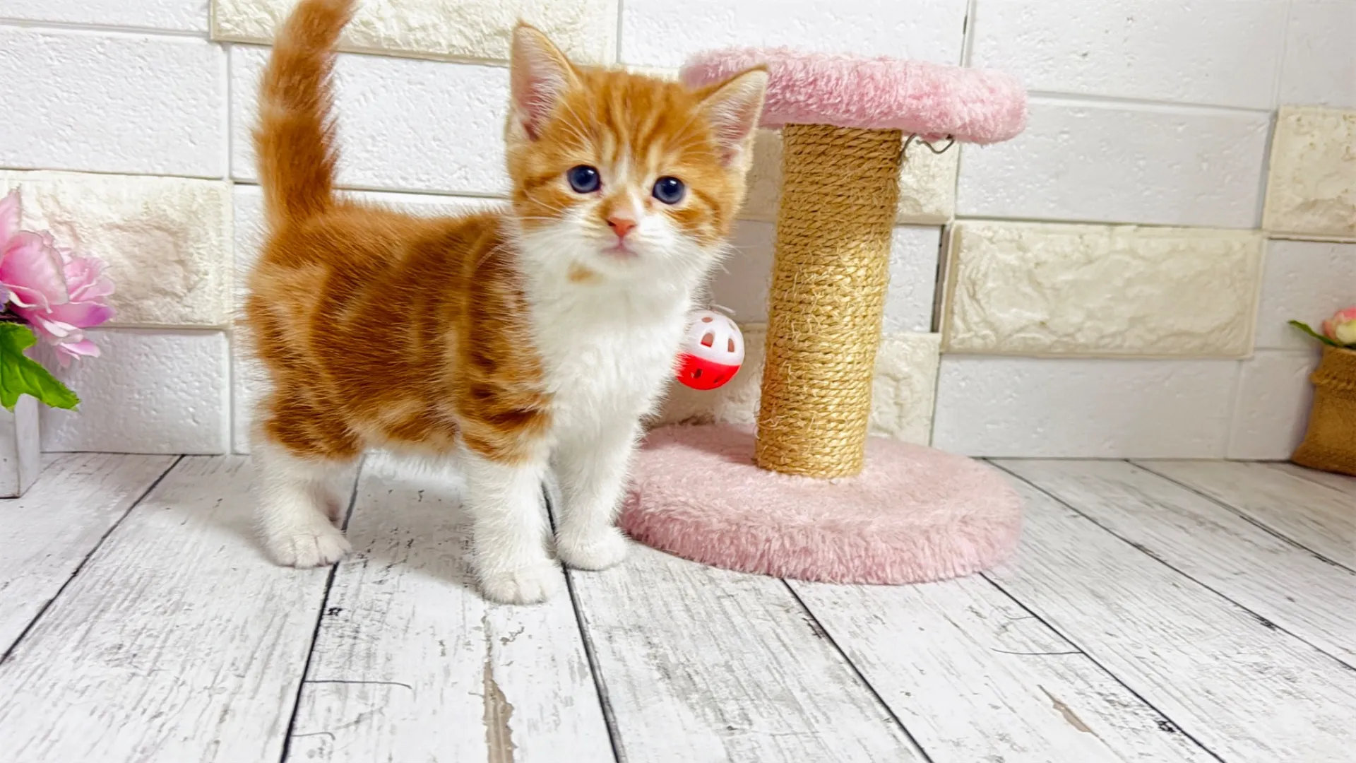 マンチカン長足（Keiko101）