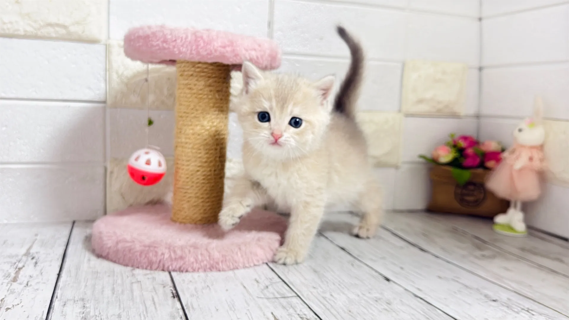 ブリティッシュショートヘア（CAF101）