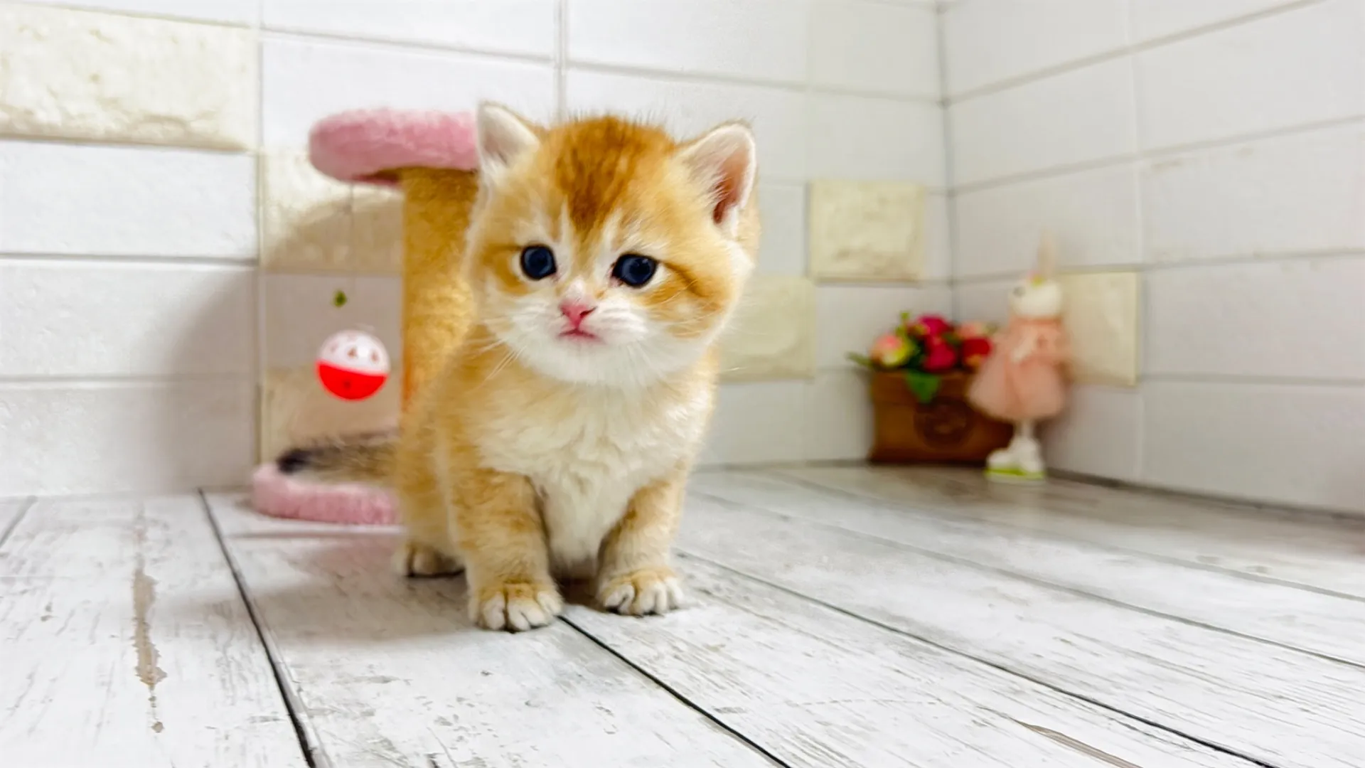 ブリティッシュショートヘア（CAF102）