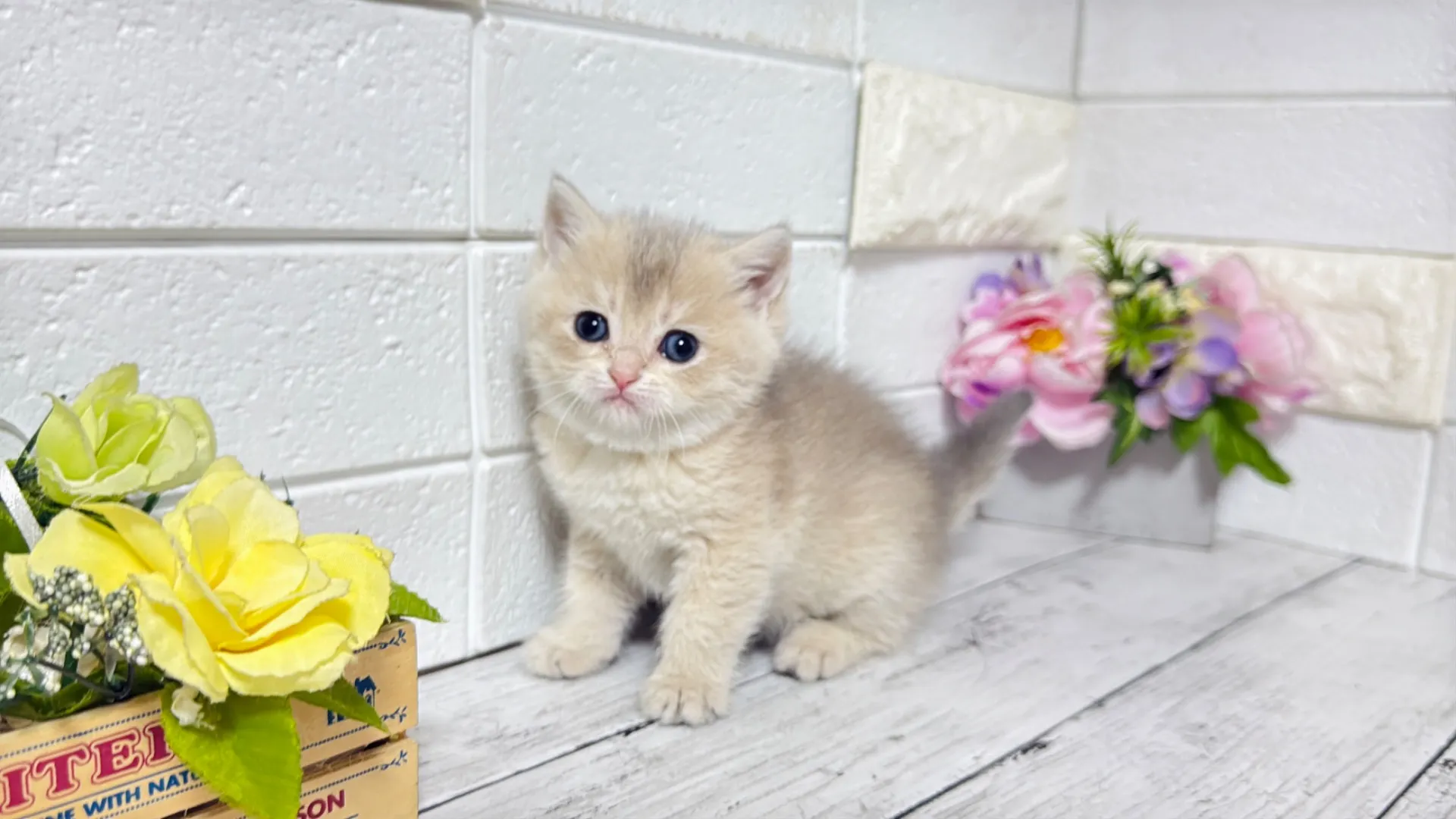 ブリティッシュショートヘア（CAF103）