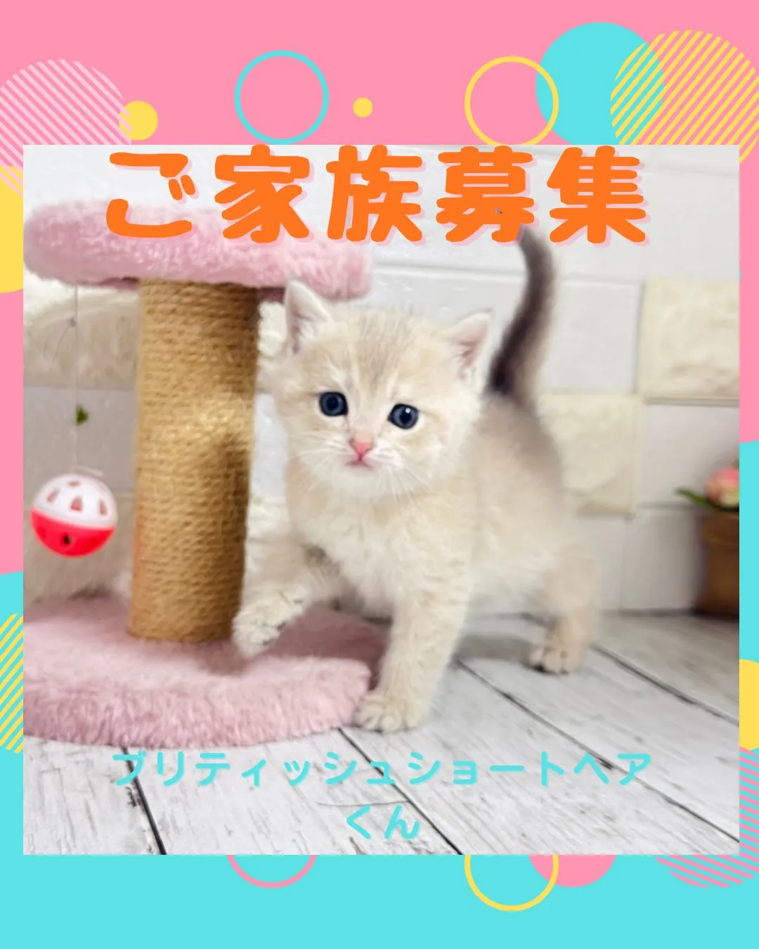 埼玉キャッテリー/ブリティッシュショートヘア/パピーランドシ...