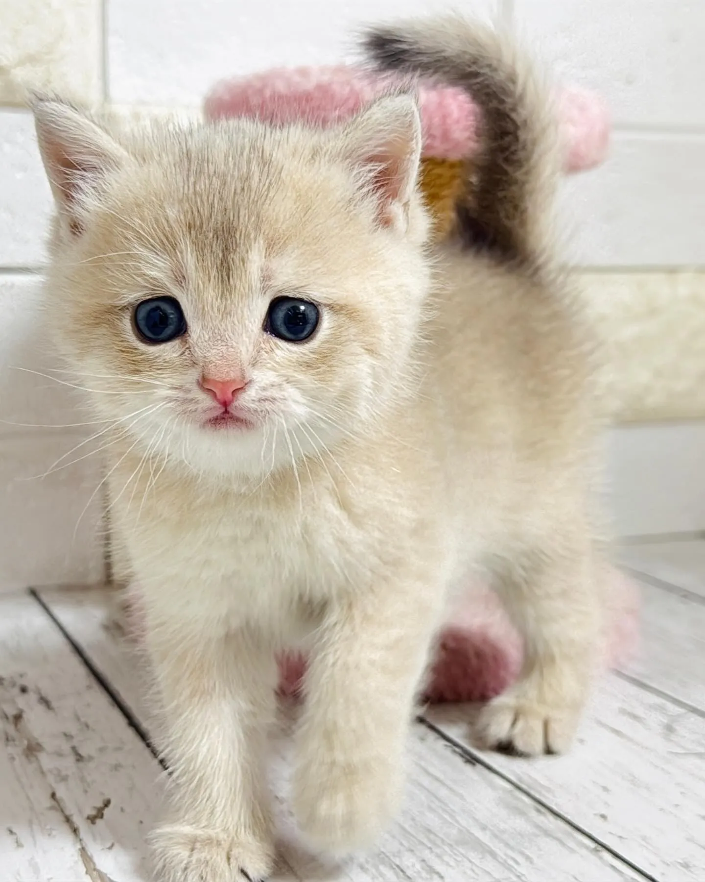 埼玉キャッテリー/ブリティッシュショートヘア/パピーランドシ...