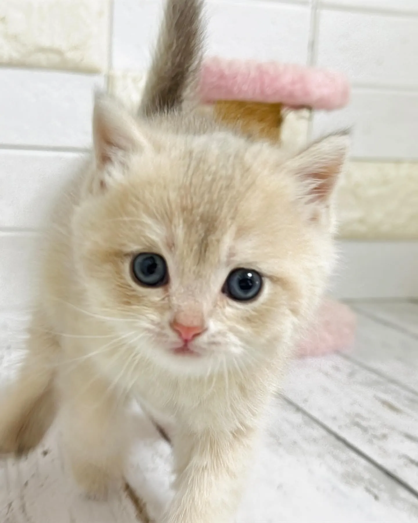 埼玉キャッテリー/ブリティッシュショートヘア/パピーランドシ...