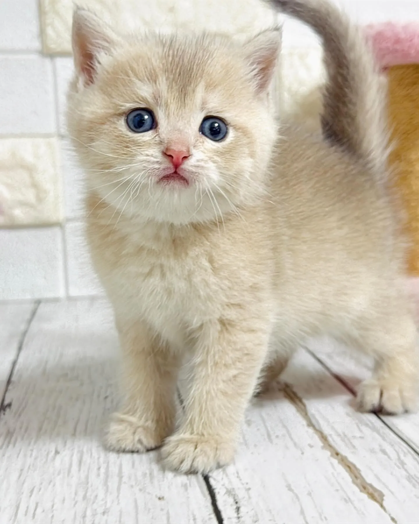 埼玉キャッテリー/ブリティッシュショートヘア/パピーランドシ...