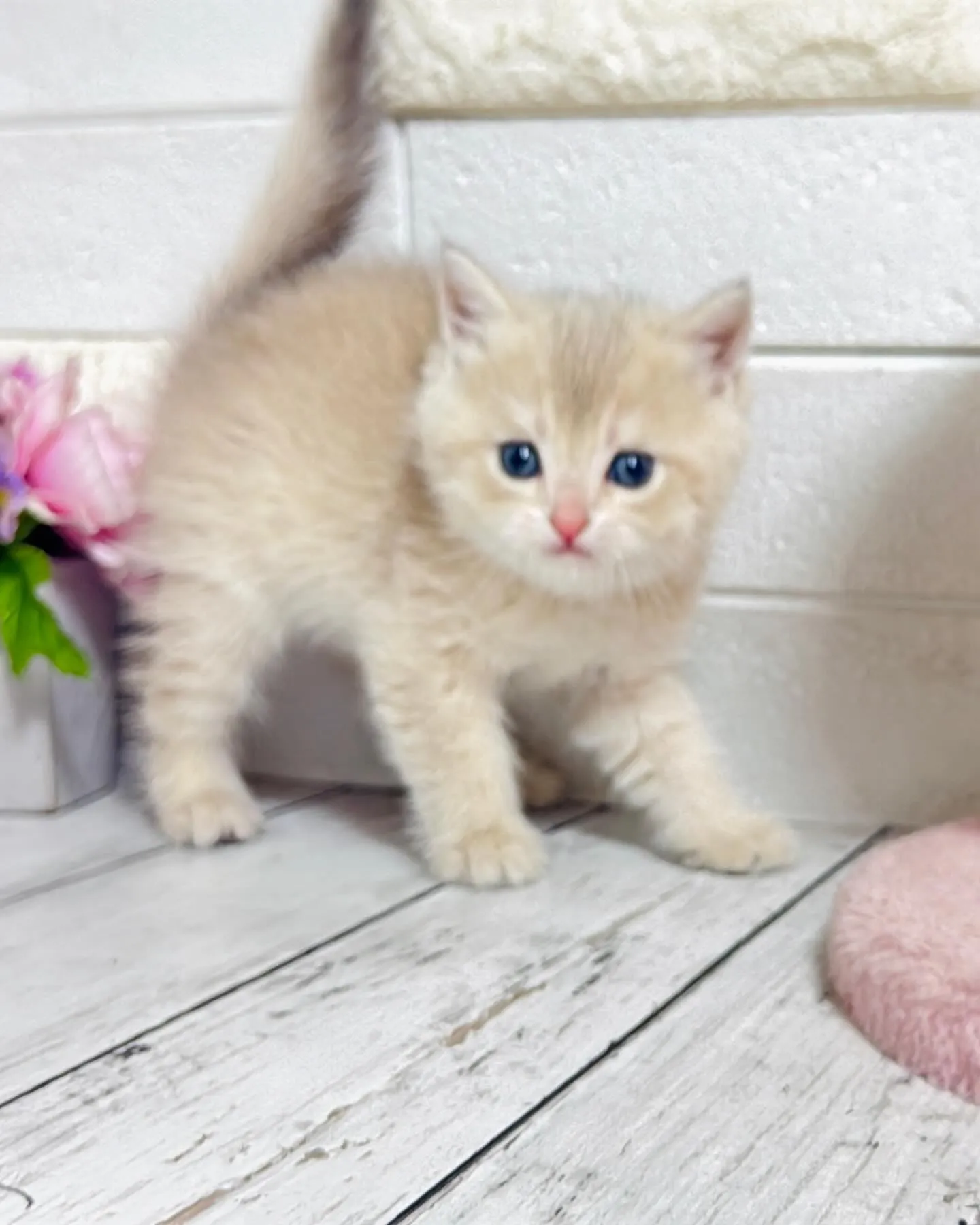 埼玉キャッテリー/ブリティッシュショートヘア/パピーランドシ...