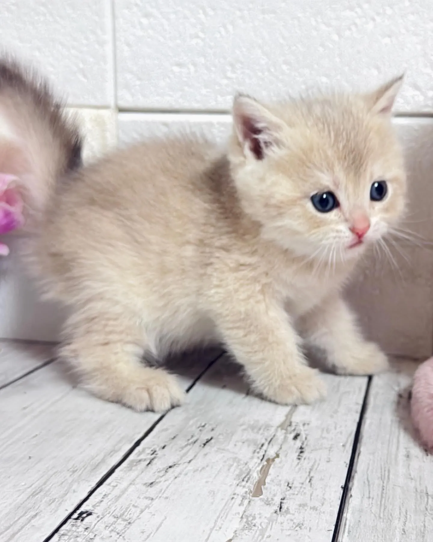 埼玉キャッテリー/ブリティッシュショートヘア/パピーランドシ...