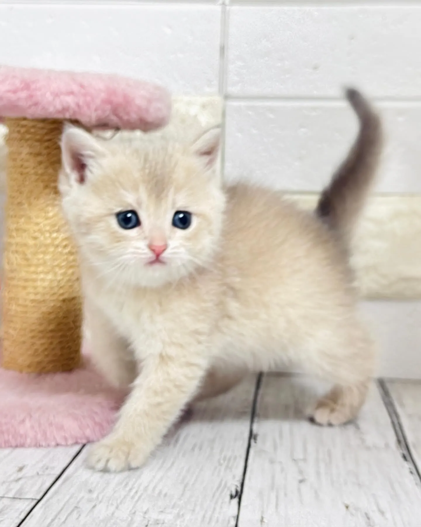 埼玉キャッテリー/ブリティッシュショートヘア/パピーランドシ...