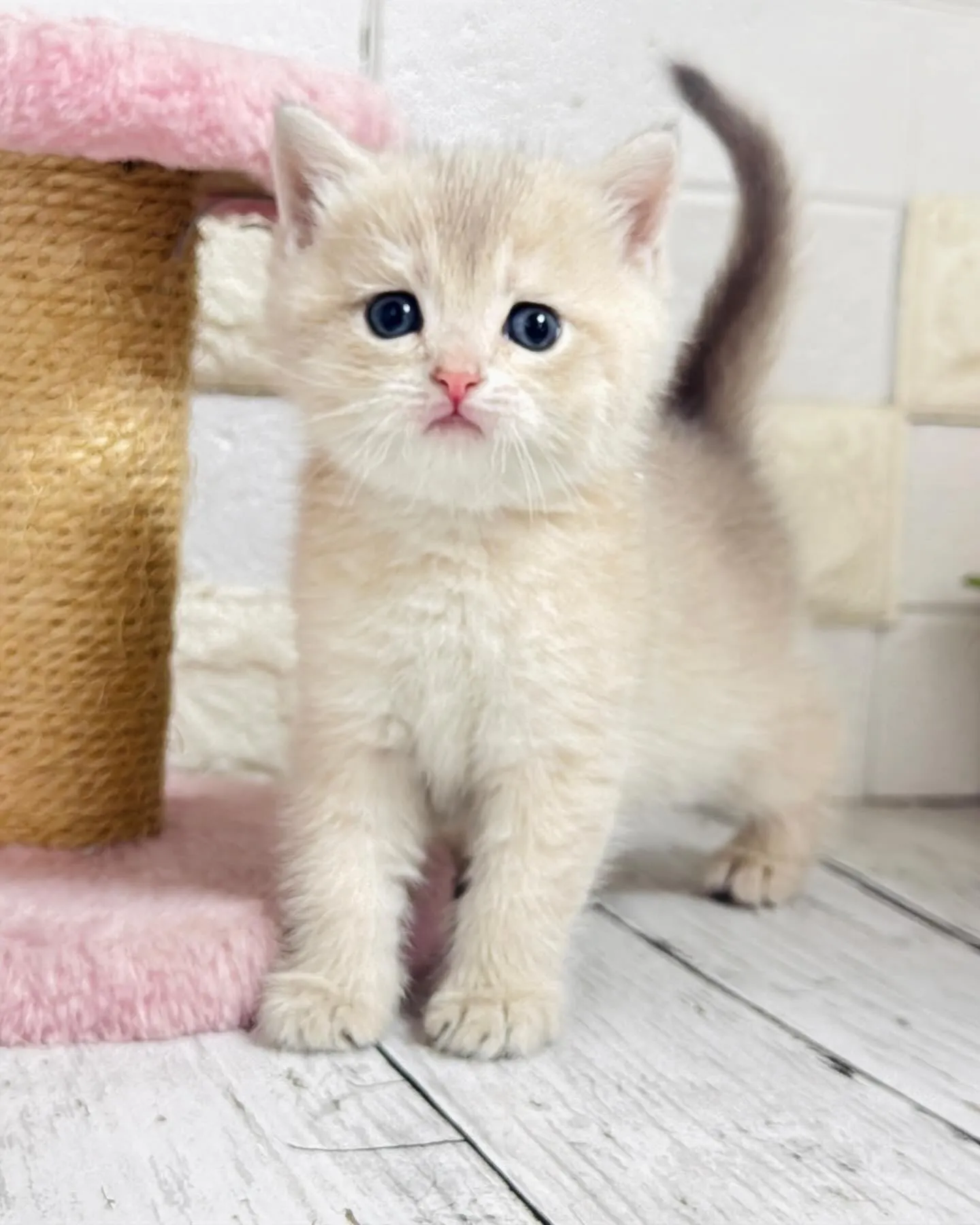 埼玉キャッテリー/ブリティッシュショートヘア/パピーランドシ...