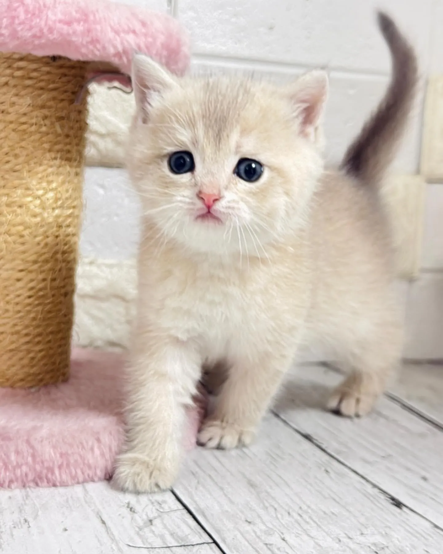 埼玉キャッテリー/ブリティッシュショートヘア/パピーランドシ...