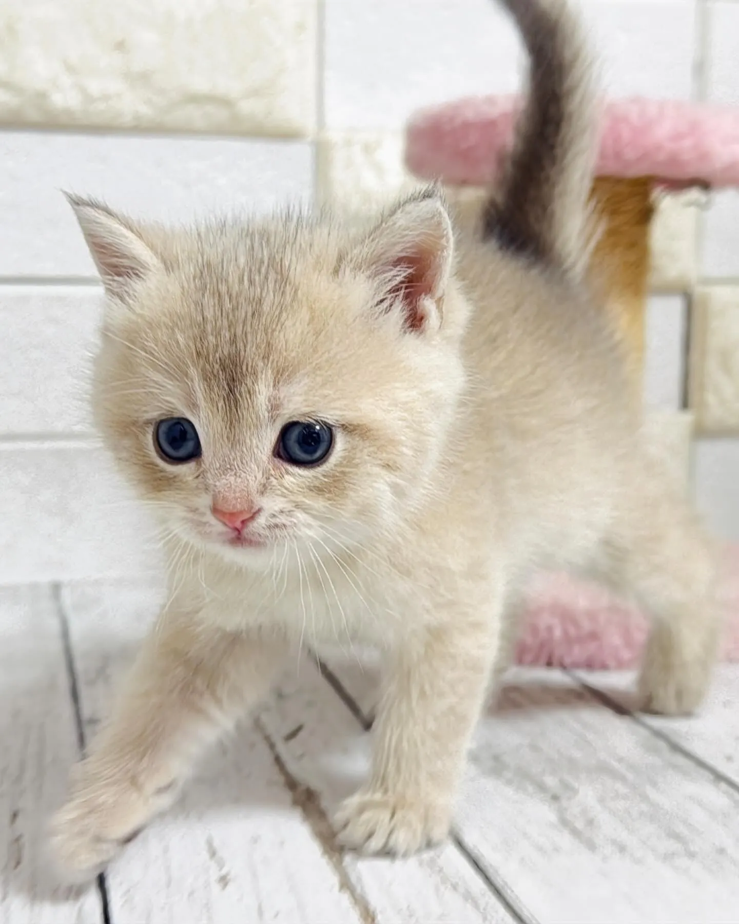 埼玉キャッテリー/ブリティッシュショートヘア/パピーランドシ...