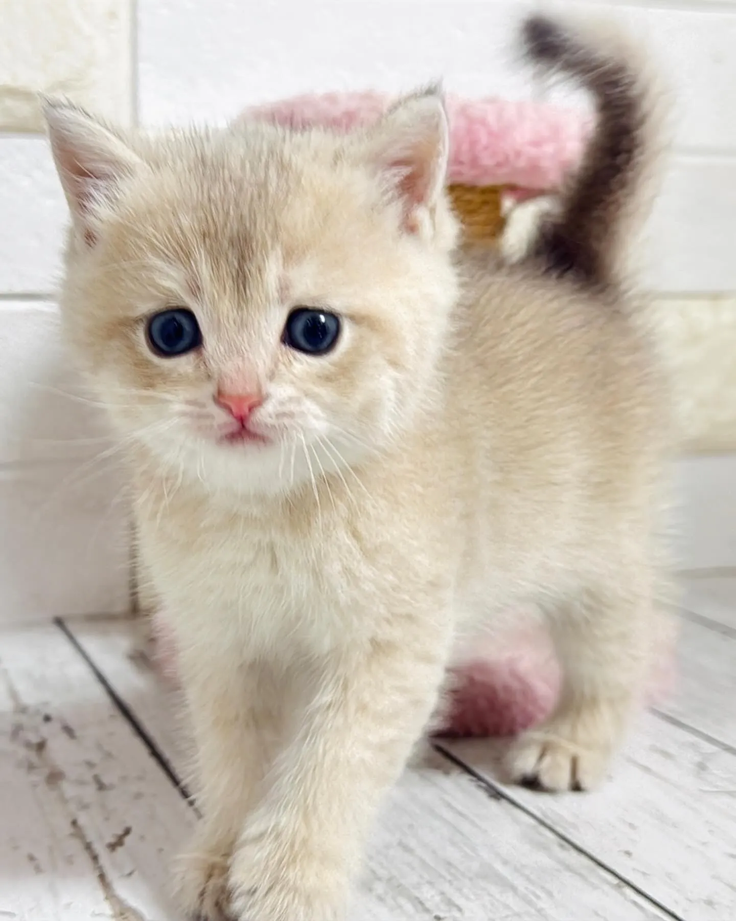 埼玉キャッテリー/ブリティッシュショートヘア/パピーランドシ...