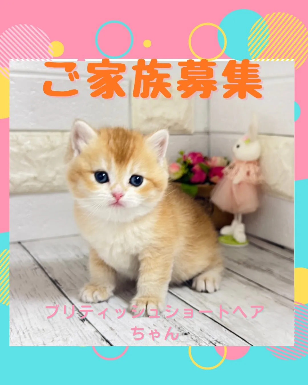 パピーランドシェリエ/埼玉キャッテリー/ブリーダー直販