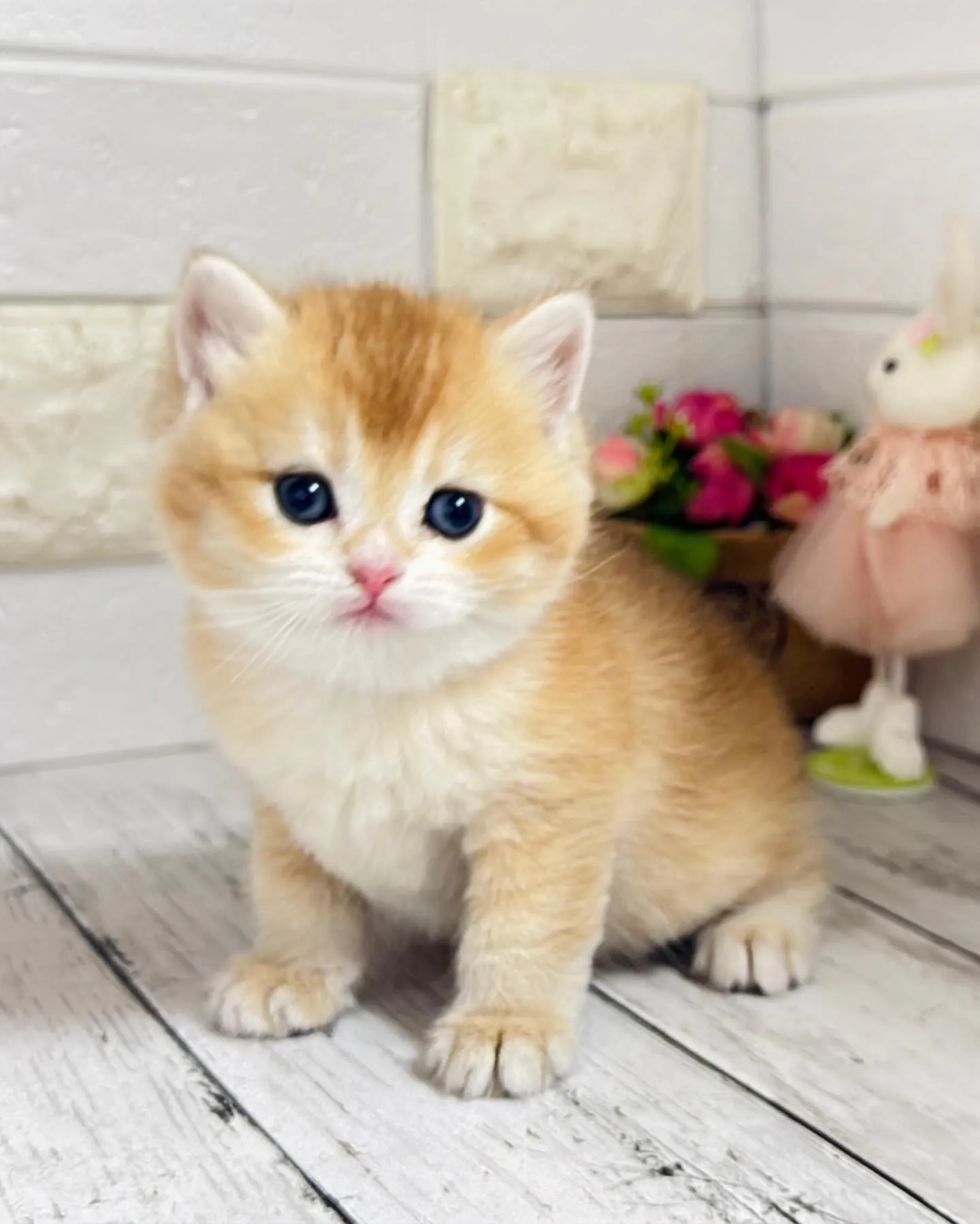 パピーランドシェリエ/埼玉キャッテリー/ブリーダー直販