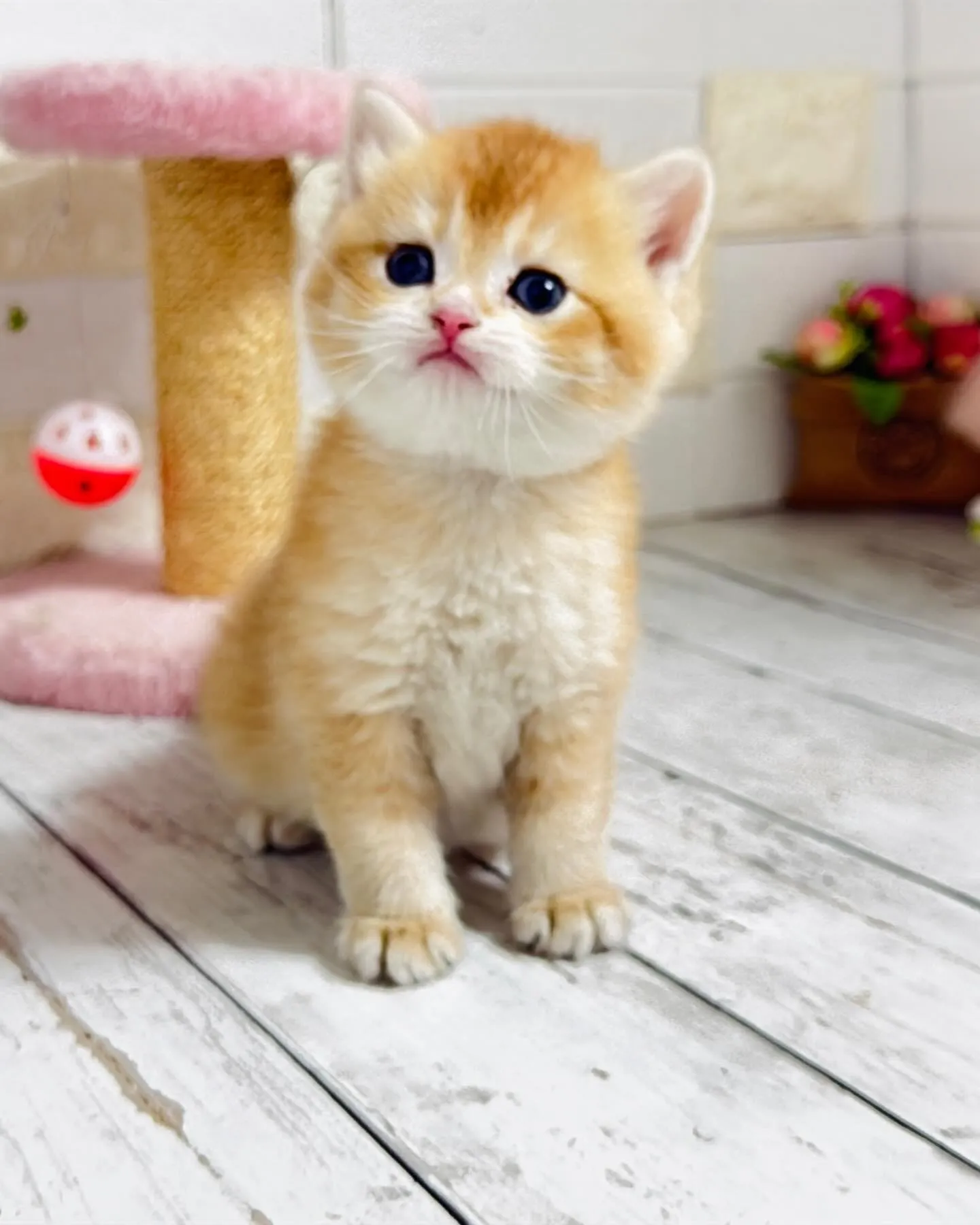 パピーランドシェリエ/埼玉キャッテリー/ブリーダー直販