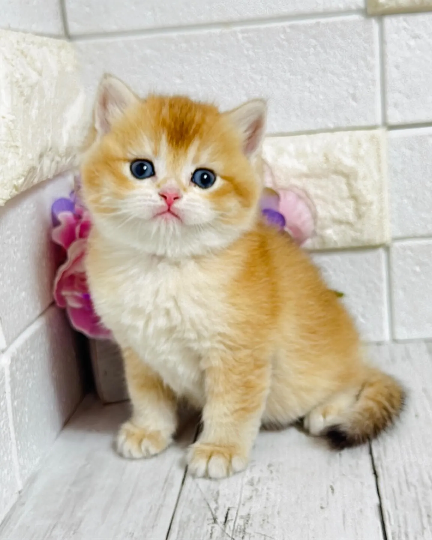 パピーランドシェリエ/埼玉キャッテリー/ブリーダー直販