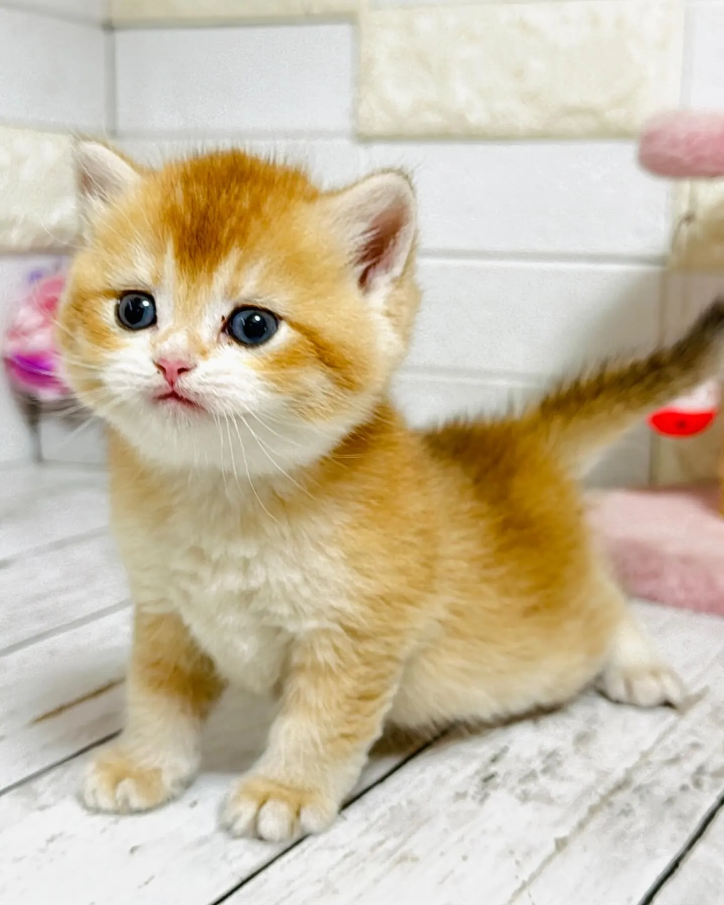 パピーランドシェリエ/埼玉キャッテリー/ブリーダー直販