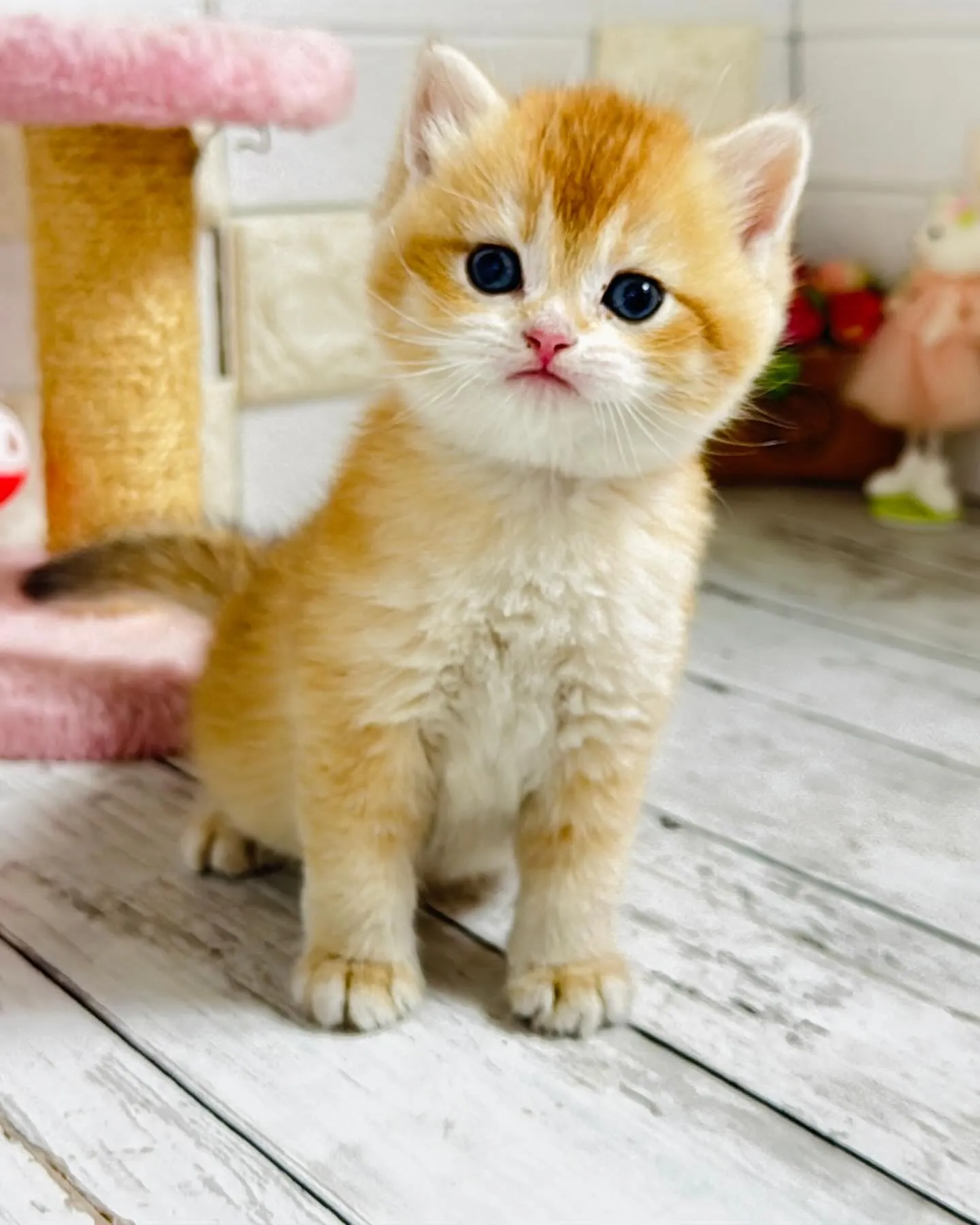 パピーランドシェリエ/埼玉キャッテリー/ブリーダー直販