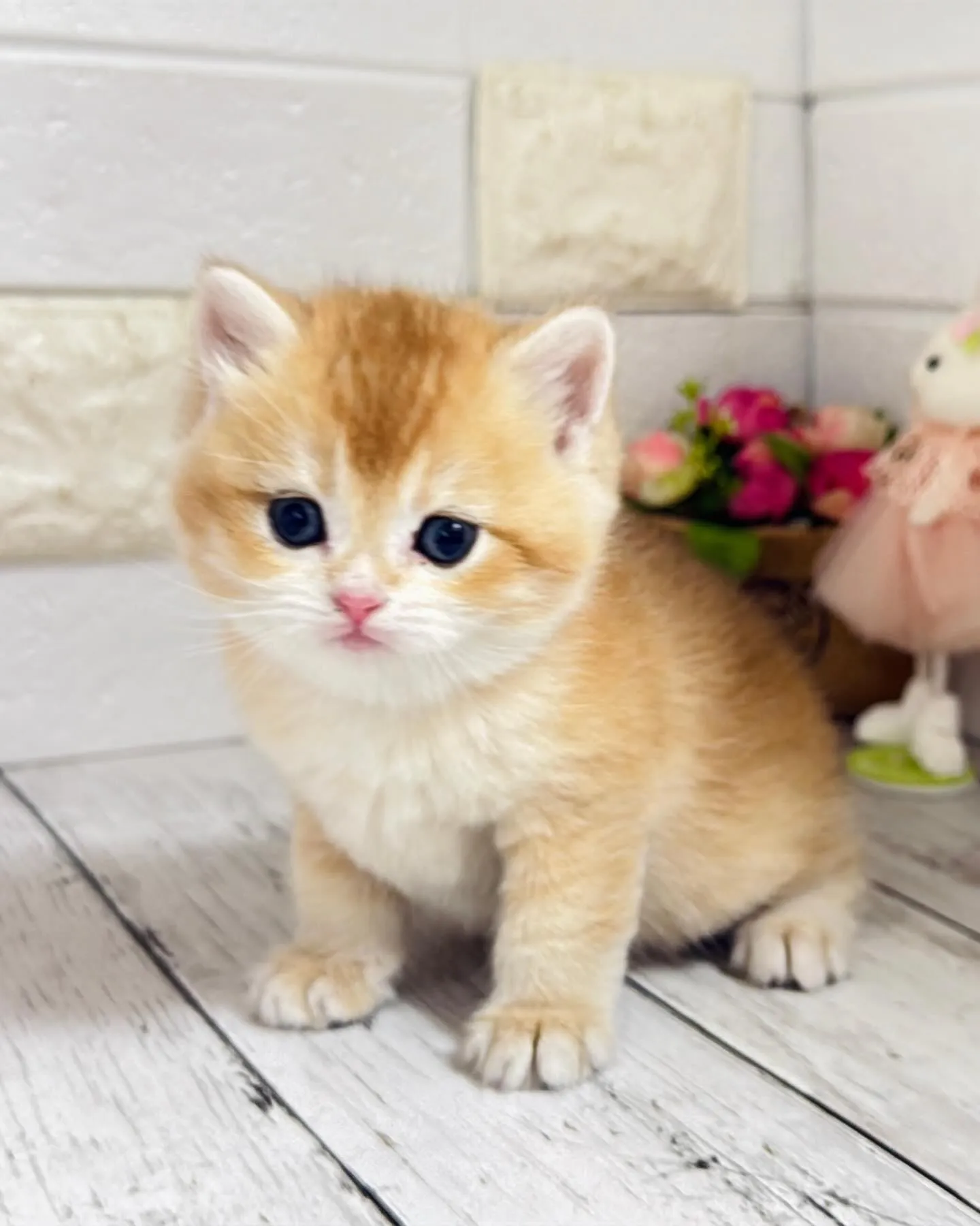 パピーランドシェリエ/埼玉キャッテリー/ブリーダー直販