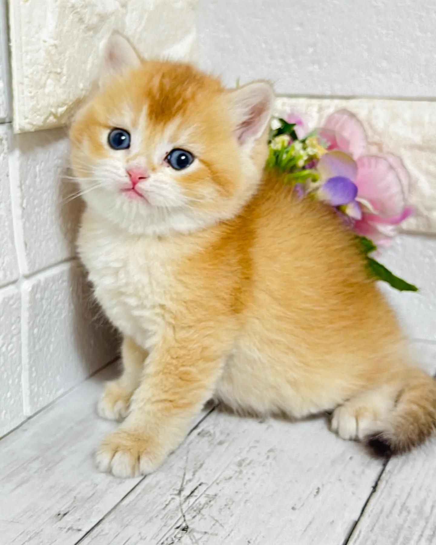 パピーランドシェリエ/埼玉キャッテリー/ブリーダー直販