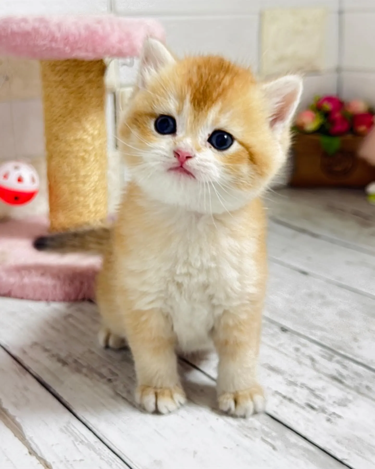 パピーランドシェリエ/埼玉キャッテリー/ブリーダー直販