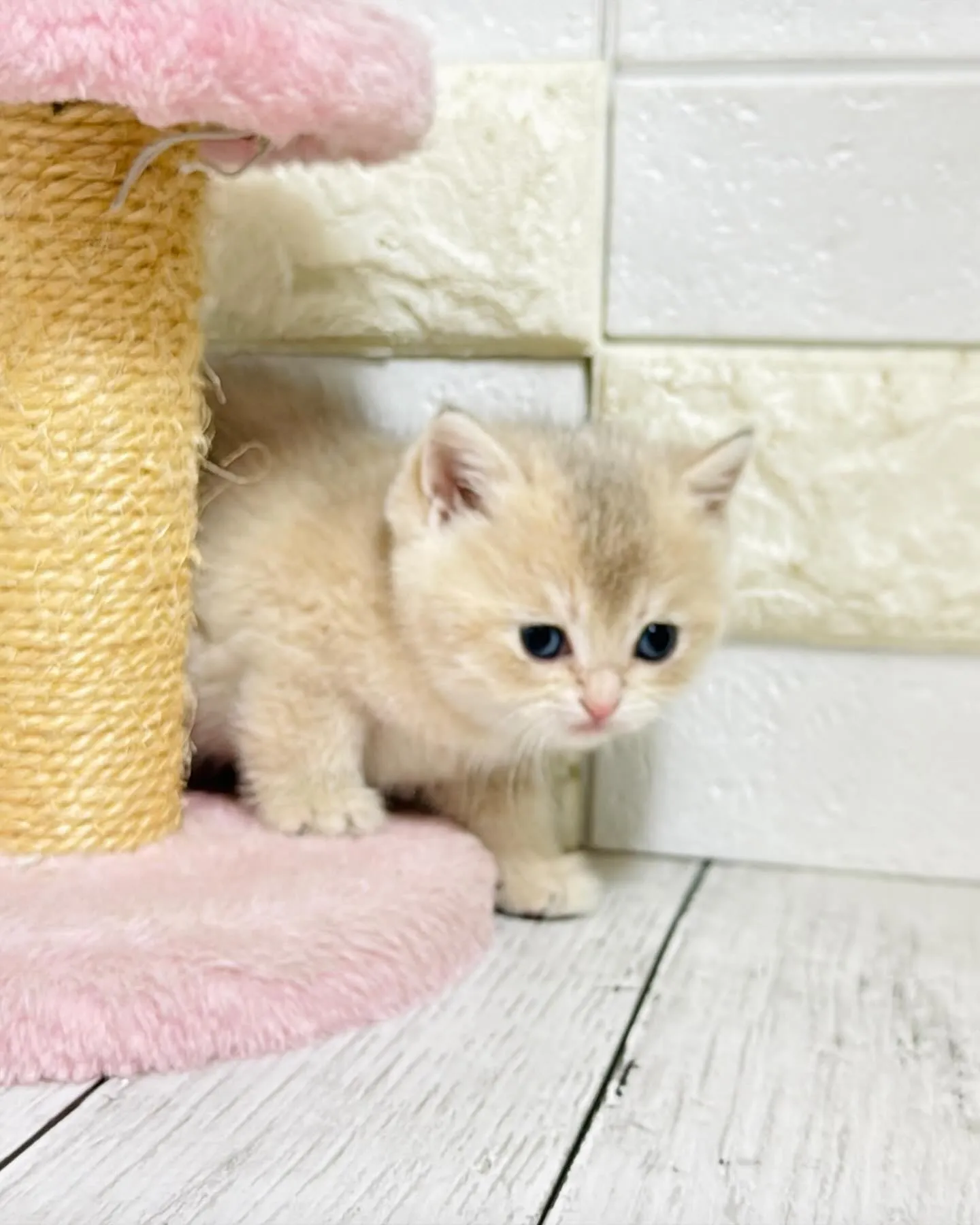 こんにちは🐾✨ 