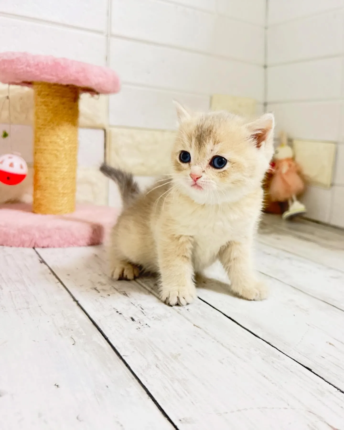 こんにちは🐾✨ 