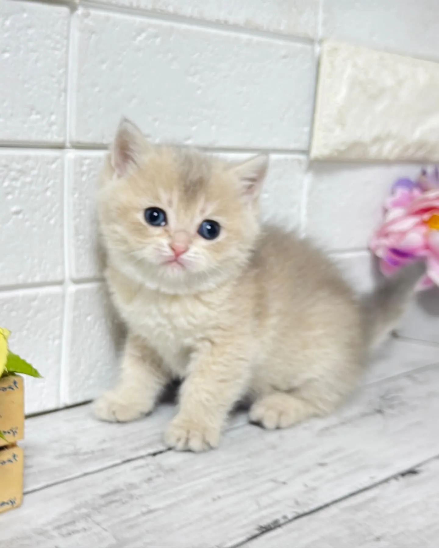 こんにちは🐾✨ 