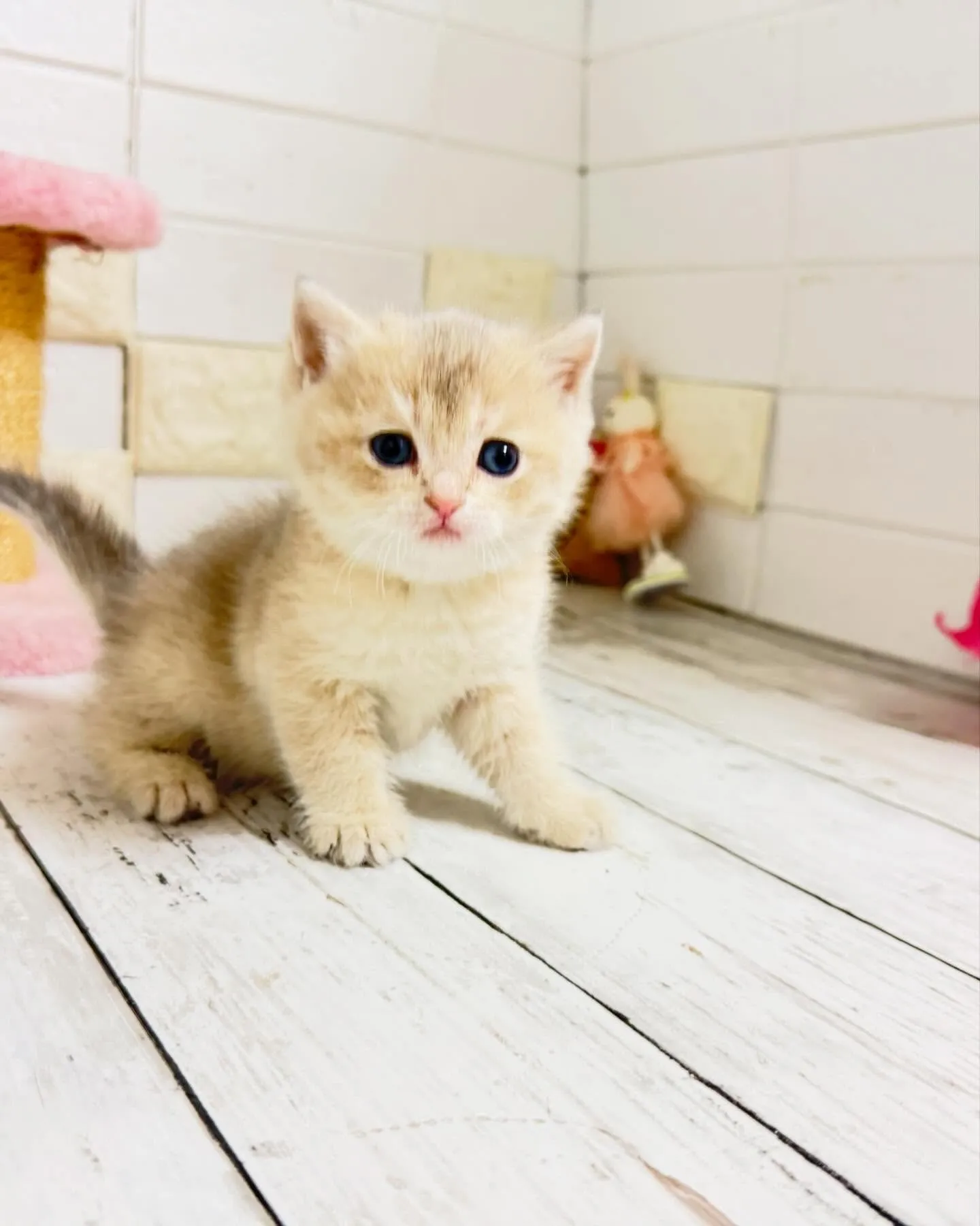 こんにちは🐾✨ 