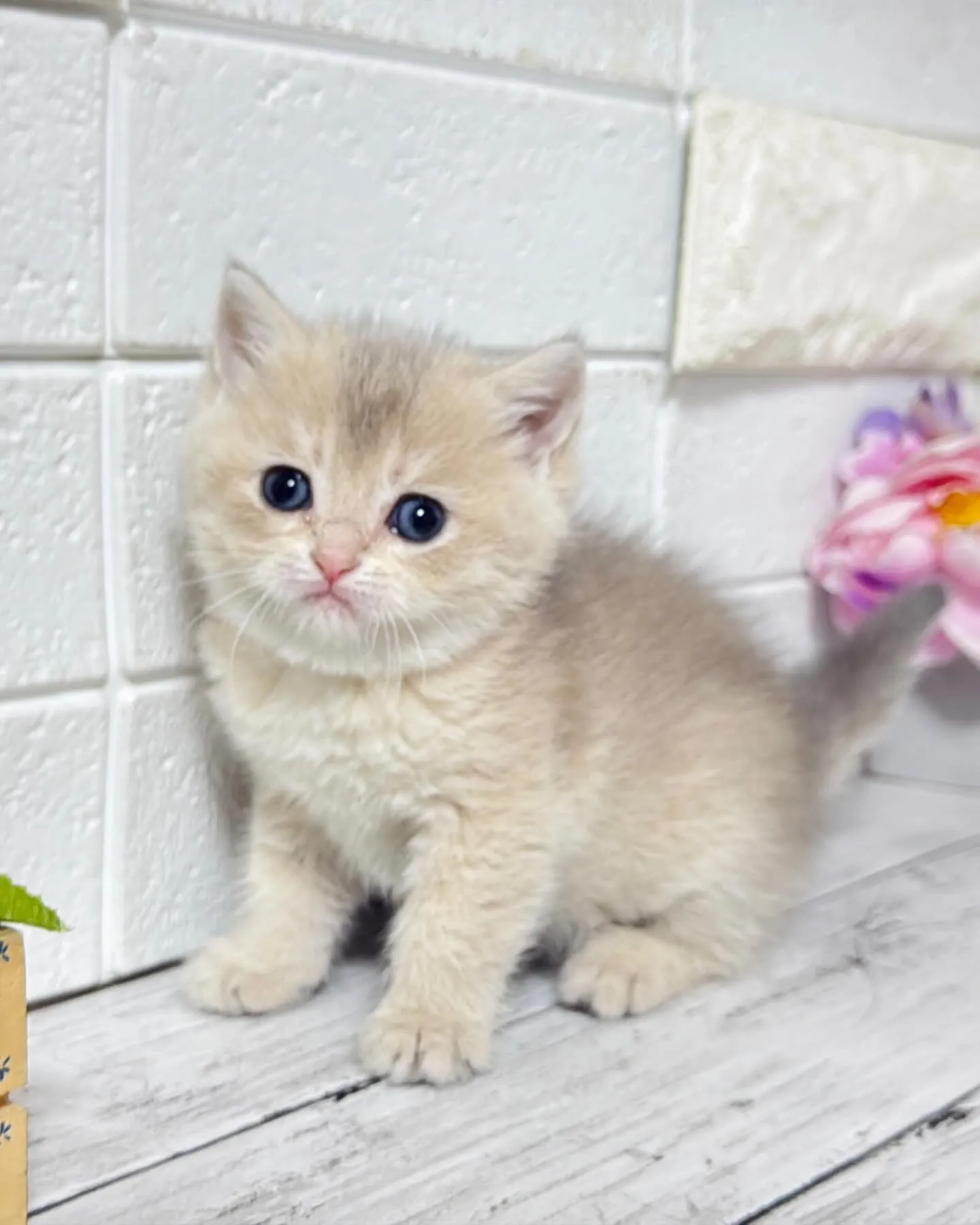 こんにちは🐾✨ 