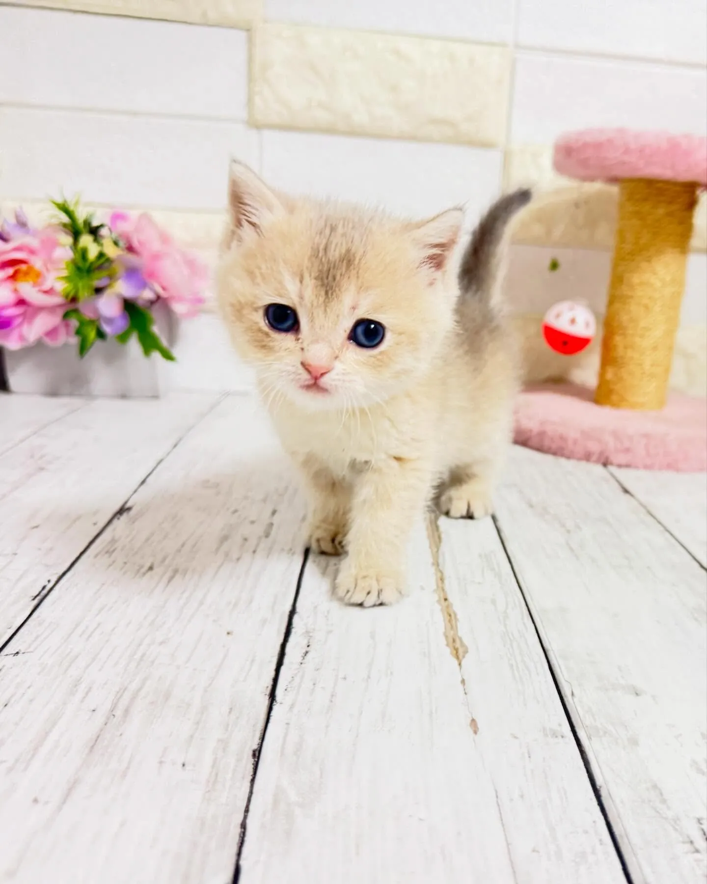 こんにちは🐾✨ 