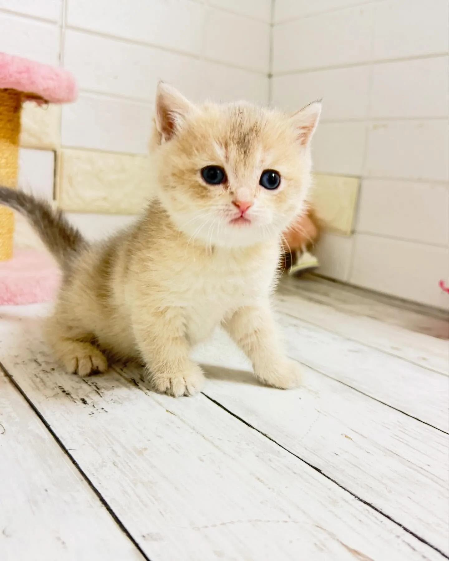 こんにちは🐾✨ 