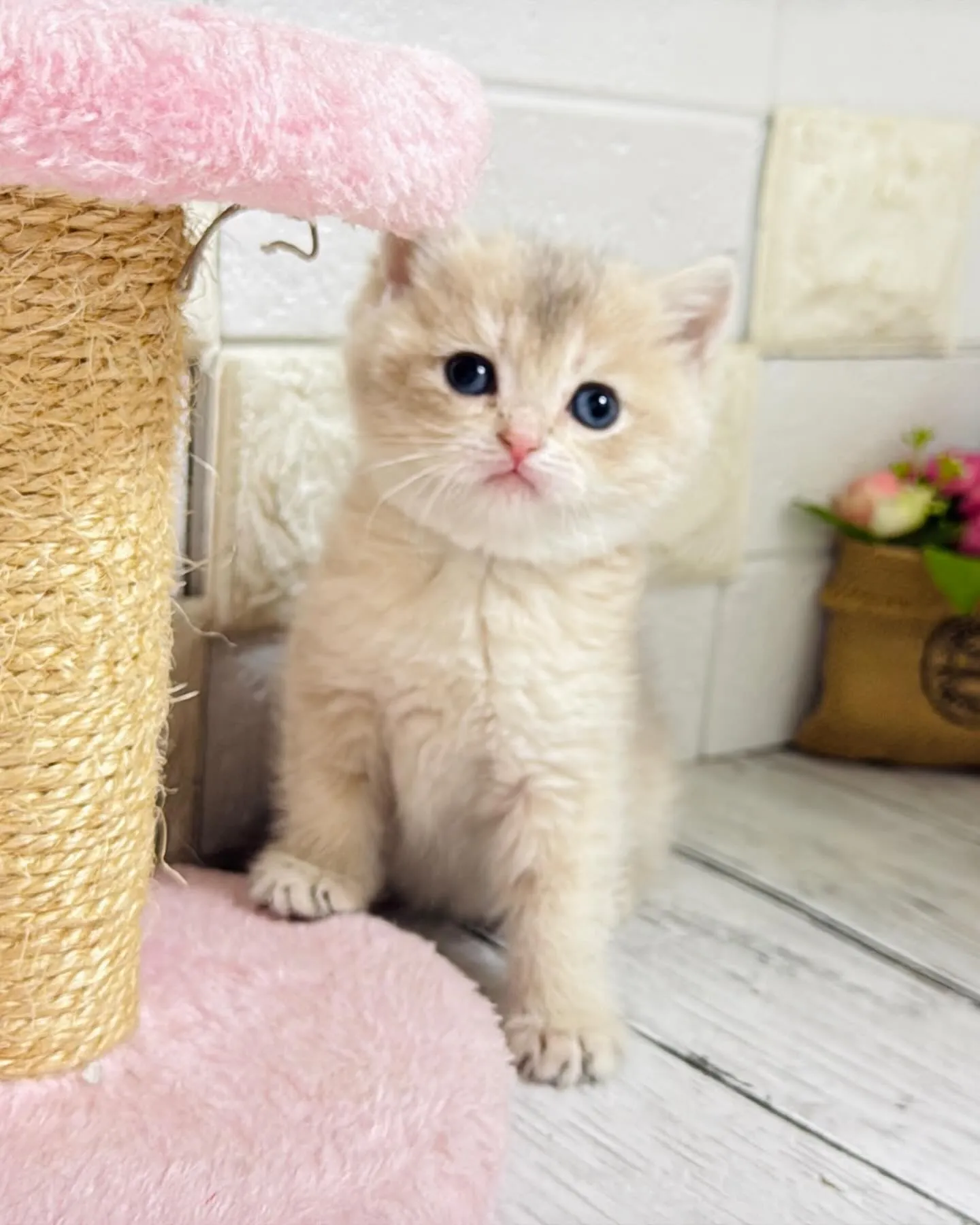 こんにちは🐾✨ 