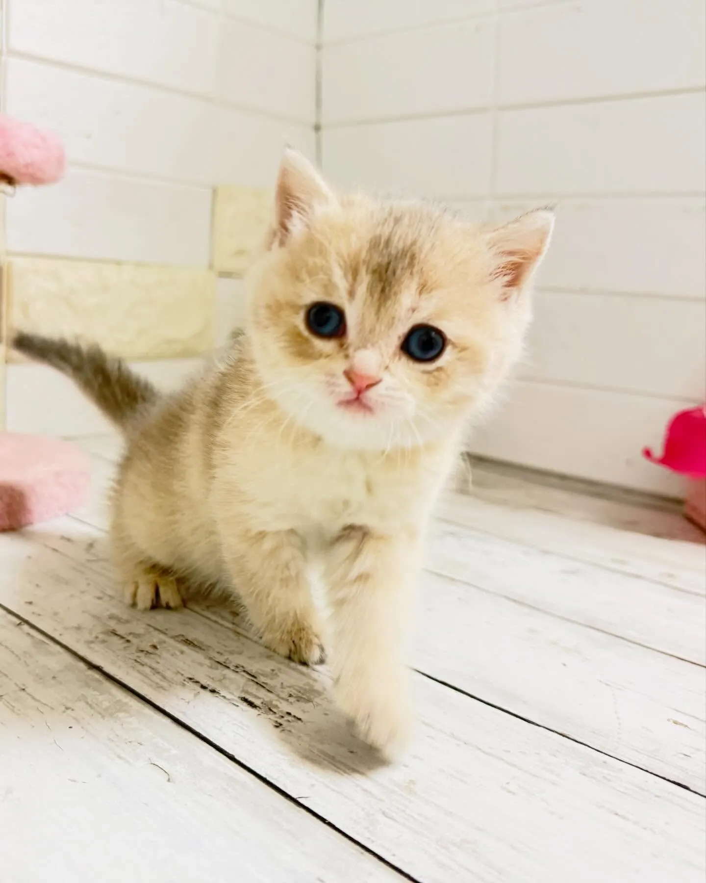 こんにちは🐾✨ 