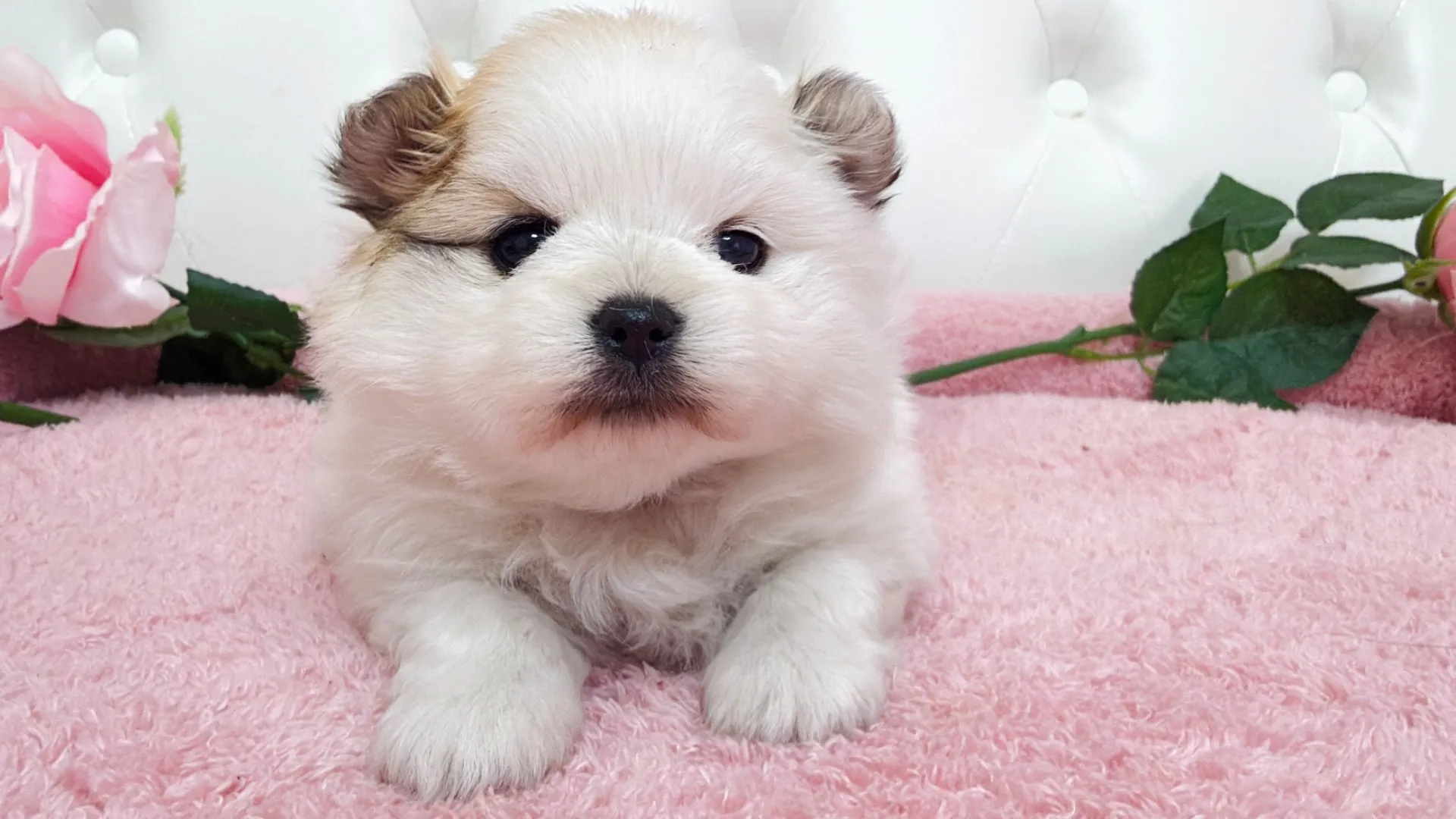 ポメラニアン(Emiri101)