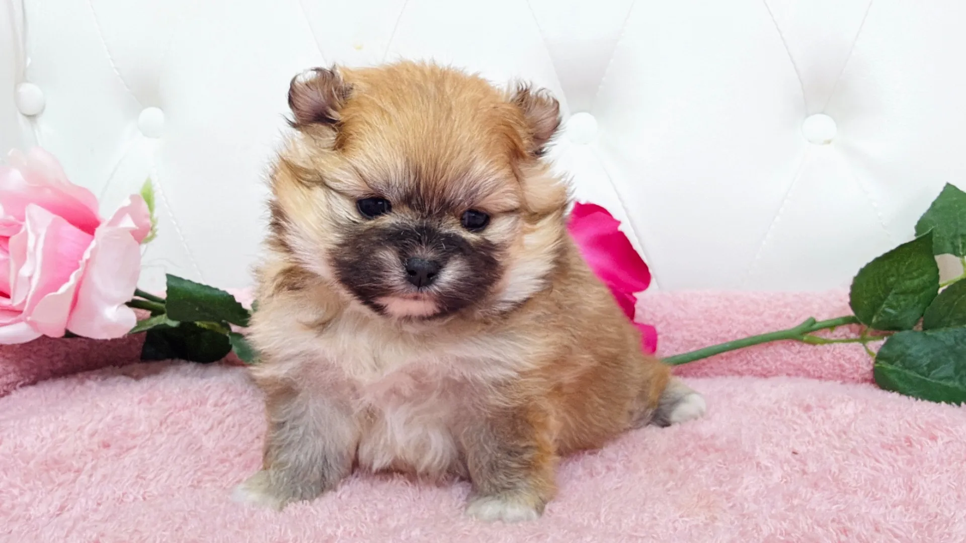 ポメラニアン(Emiri102)