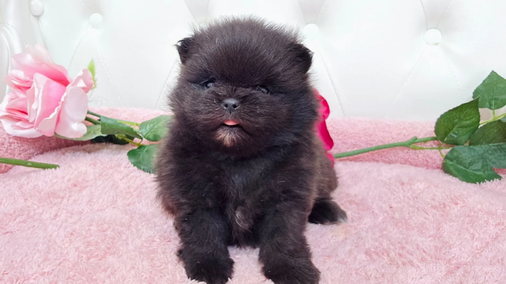 ポメラニアン(Emiri103)