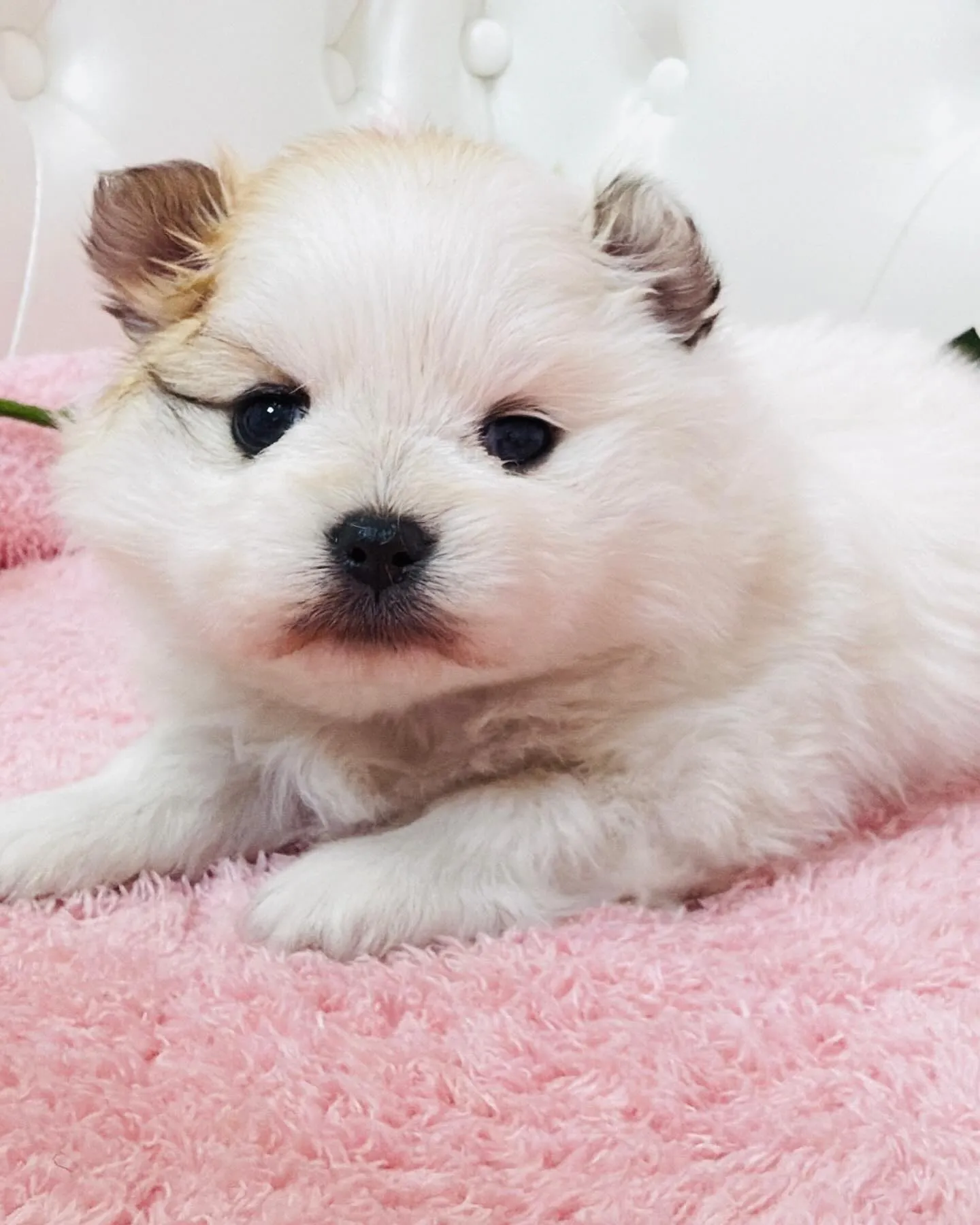 ポメラニアン/埼玉ブリーダー/パピーランドシェリエ